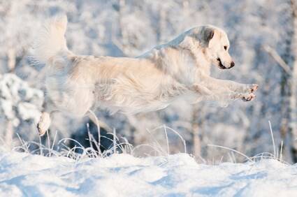 Blog über Natürliche Tiernahrung für Hunde von PerNaturam
