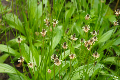CONTENT SEO Pflanze AdobeStock 268541416 spitzwegerich Plantago lanceolata ©skymoon13