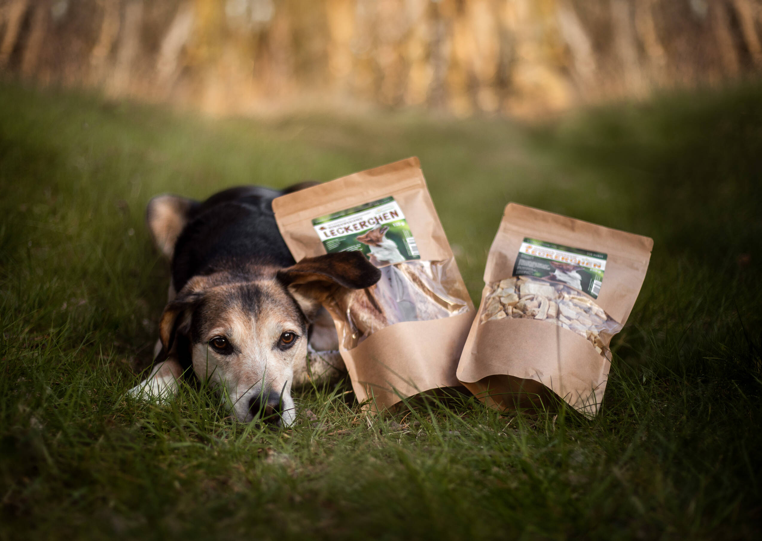 CW  5358Leckerchen Teaser Shop mit Hund