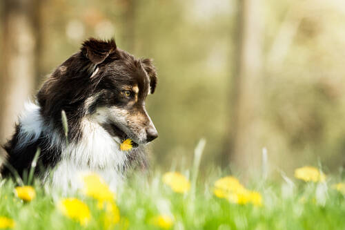 AdobeStock 117612178 Hund Australian Sheppard Löwenzahn Wiese ©Andrea Mayer