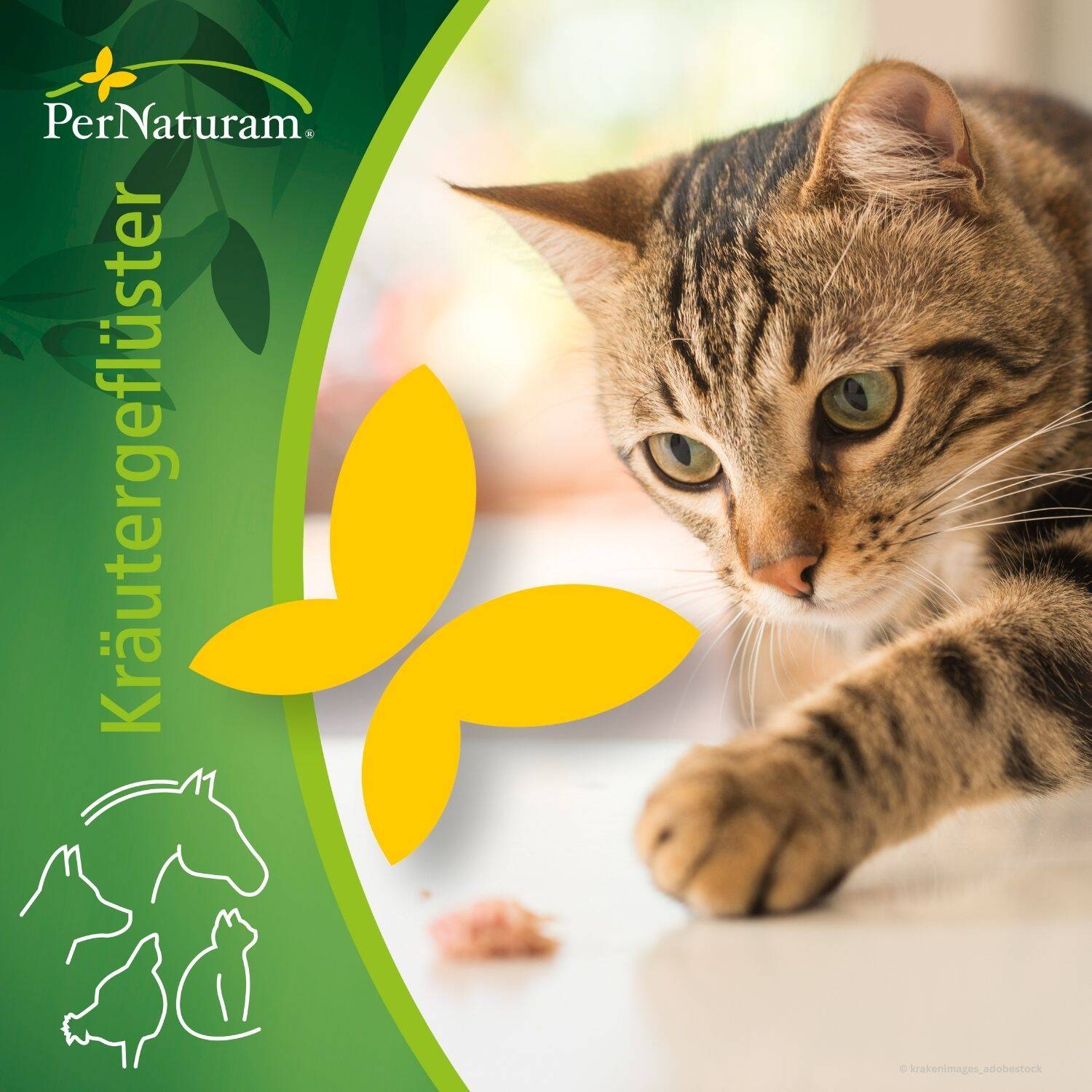 podcast/was-gehoert-in-den-napf-einer-katze