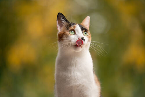 AdobeStock 477159011 furryFritz