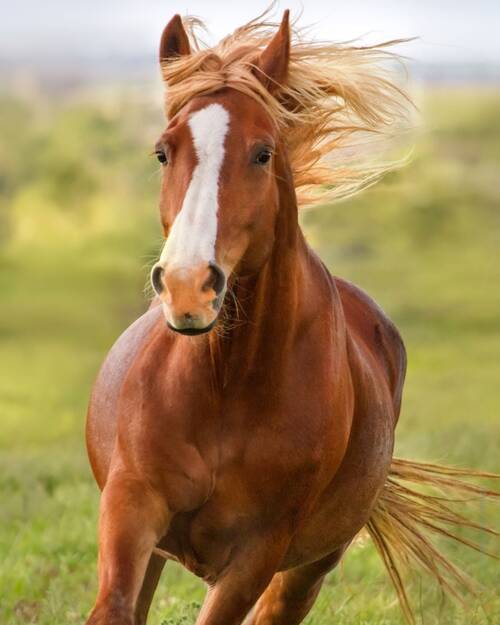 Ausleitung Pferd Bild 3