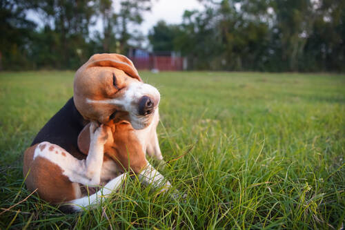AdobeStock 546285798 Beagle Juckreiz jucken Wiese ©kobkik