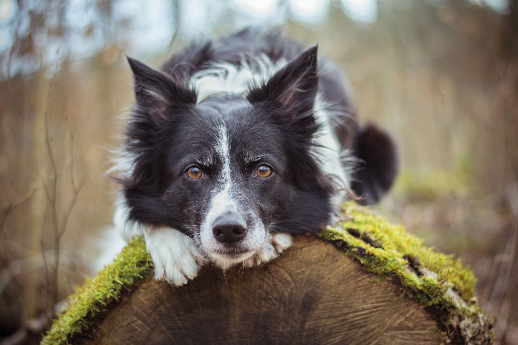 Blog über Natürliche Tiernahrung für Hunde von PerNaturam