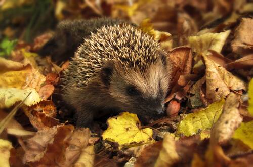 hedgehog, autumn, garden