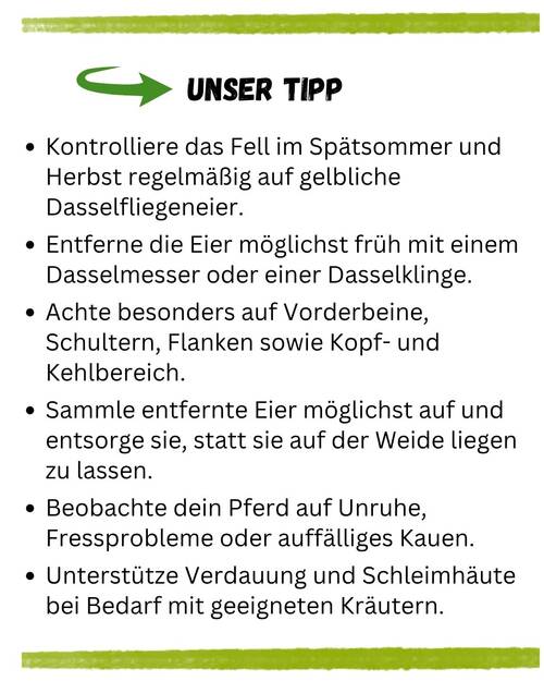 Dasselfliegen Pferd KV Unser Tipp