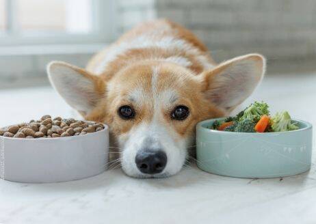 blog/welches-futter-fuer-meinen-hund-