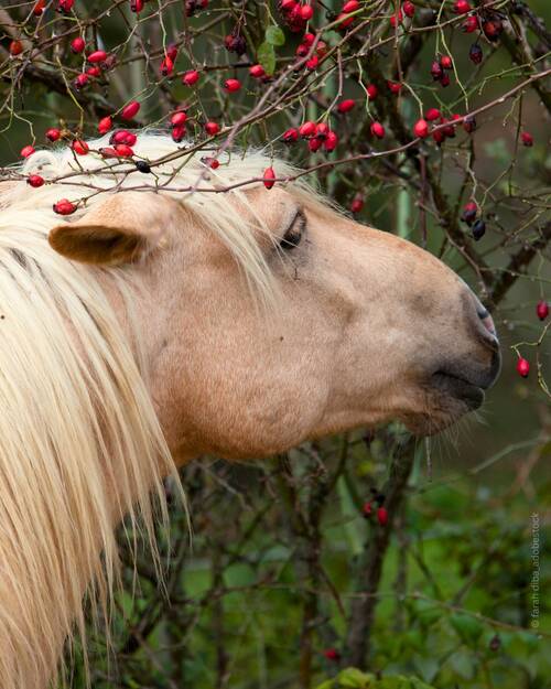 Wildhecken Pferde Bild 3