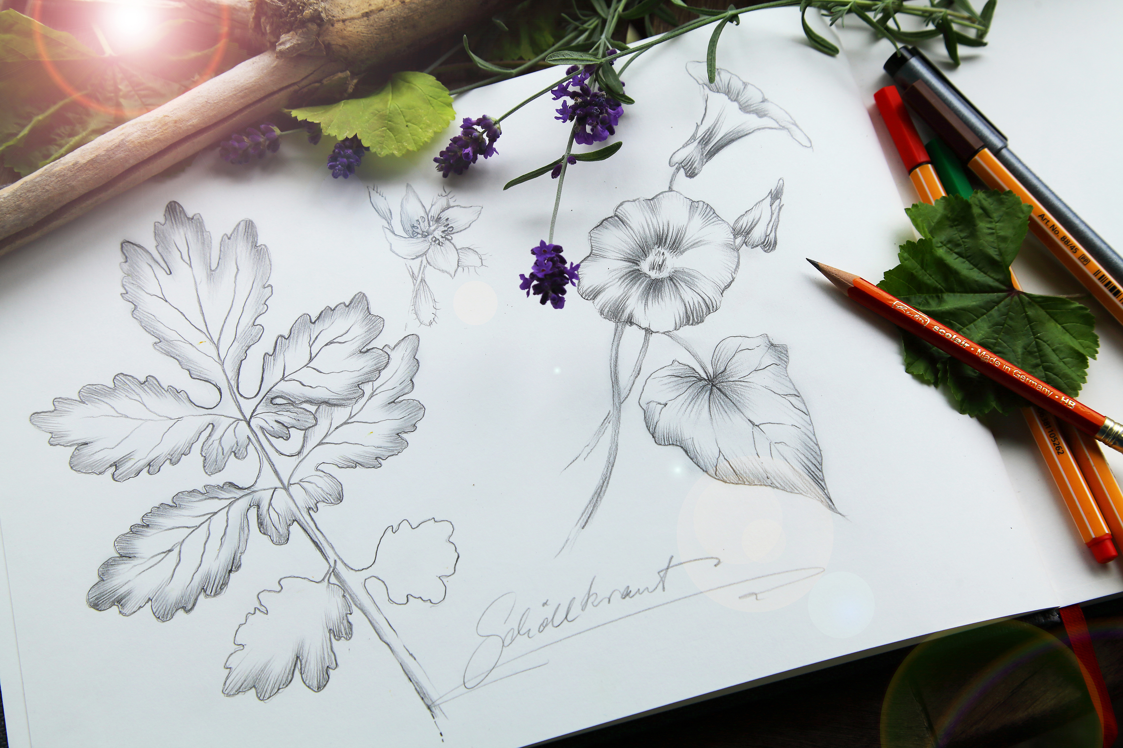 Workshop - Mit dem Skizzenbuch die Natur erleben