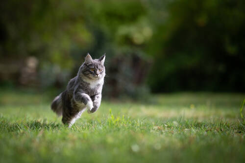 AdobeStock 269636069 Katze Maine Coon ©FurryFritz