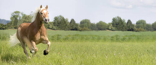 CONTENT Haflinger Weide AdobeStock 67748122 ©Sonja E 