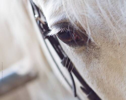 blog/viruserkrankungen-beim-pferd-equine-herpesviren
