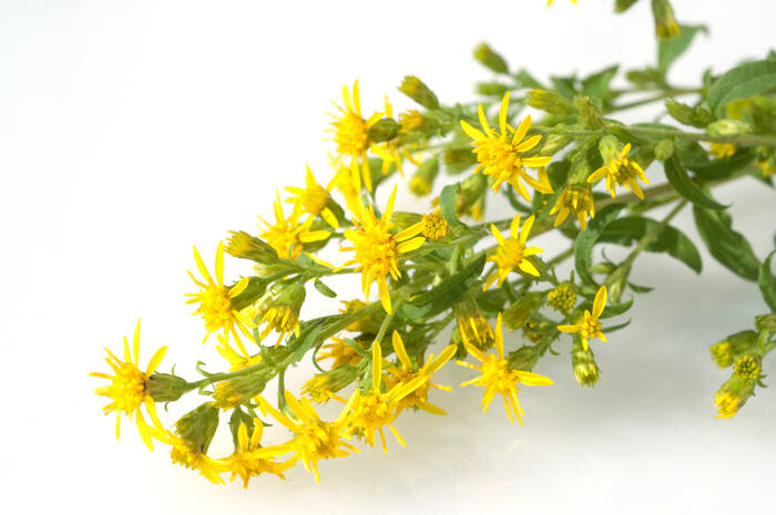 AdobeStock 71266196 Goldrute; solidago virgaurea; echte © ruckszio