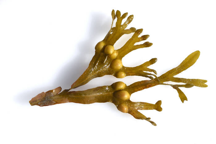AdobeStock 563301249 Seealge Ascophyllum nodosum ©Ruckszio