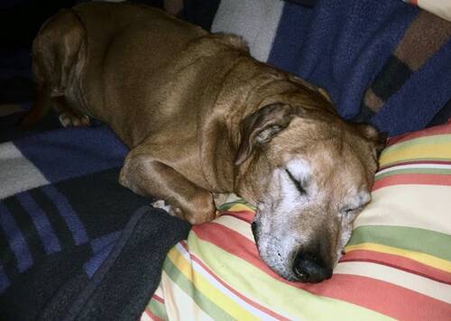 Blog über Natürliche Tiernahrung für Hunde von PerNaturam