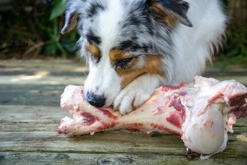 Blog über Natürliche Tiernahrung für Hunde von PerNaturam