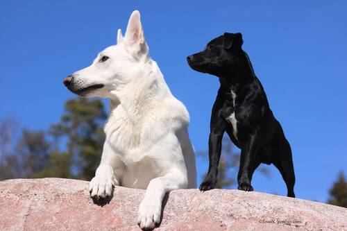Blog über Natürliche Tiernahrung für Hunde von PerNaturam