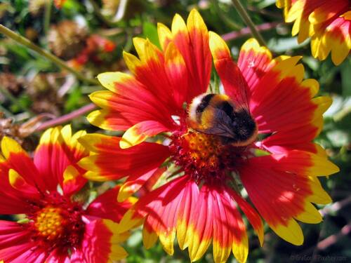 blog/blumenkaesten-mit-insektenfreundlichen-pflanzen