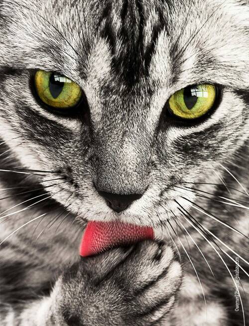 blog/warum-katzen-leichtes-spiel-mit-maeusen-haben