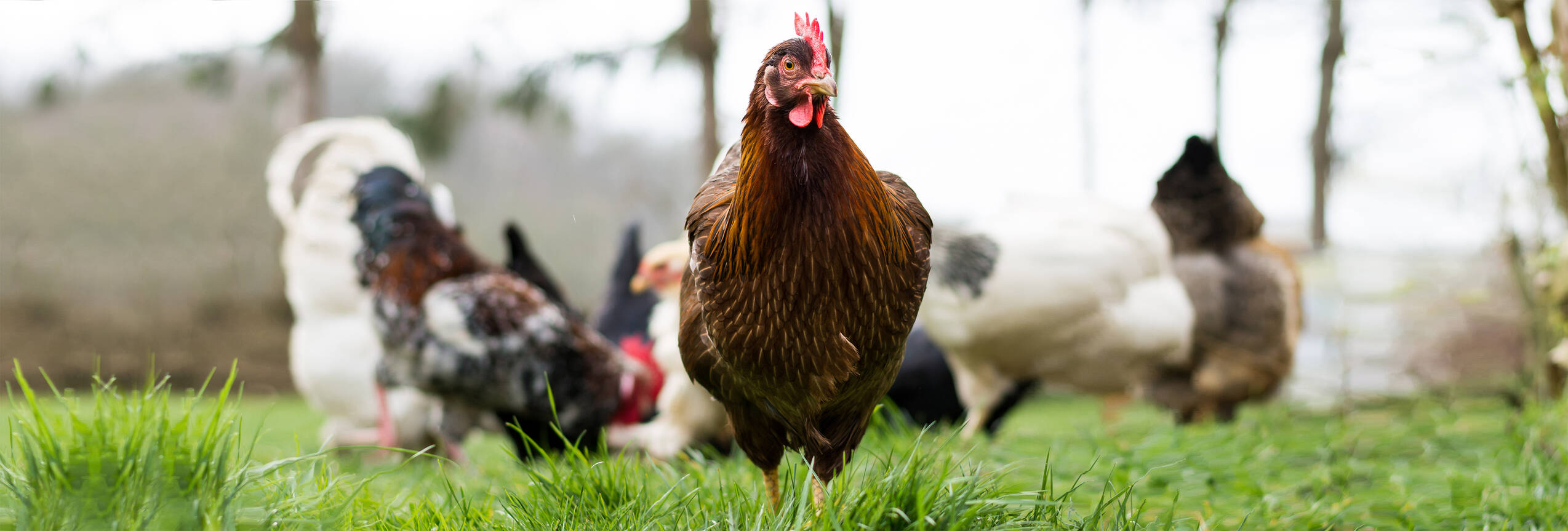 Natürliche Futterergänzung für Geflügel für die Innerenorgane