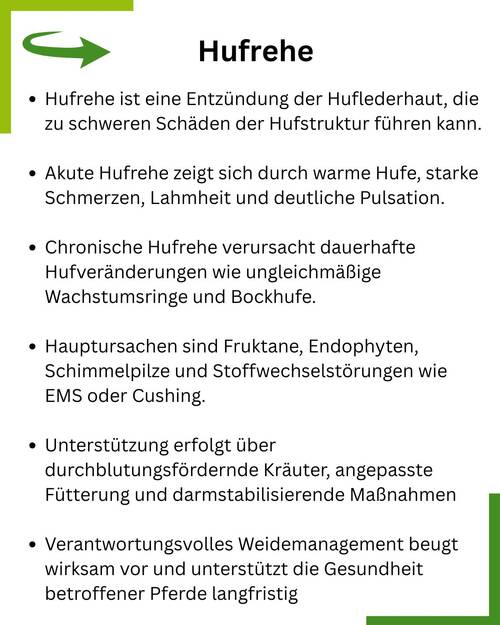 Hufrehe Summary