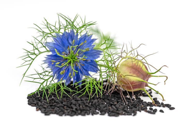 AdobeStock 524801696 Ägyptischer Schwarzkümmel ©M