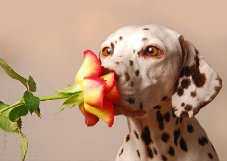 blog/aromatherapie-fuer-tiere-sanfte-helfer-aus-der-pflanzenwelt