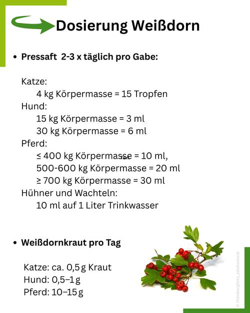 Weißdorn Blog Tafel 2