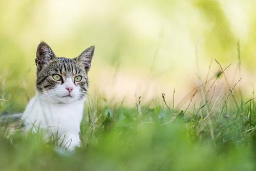 AdobeStock 178139671 Katze Wiese ©Djordje