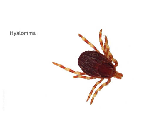 Hyalomma