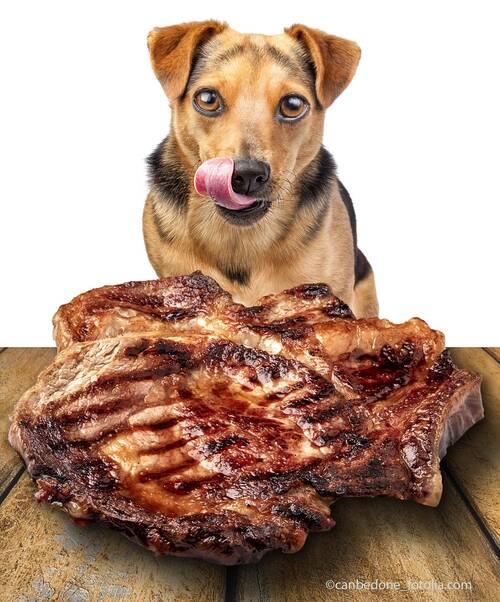 Blogbeitrag von PerNaturam über Hunde