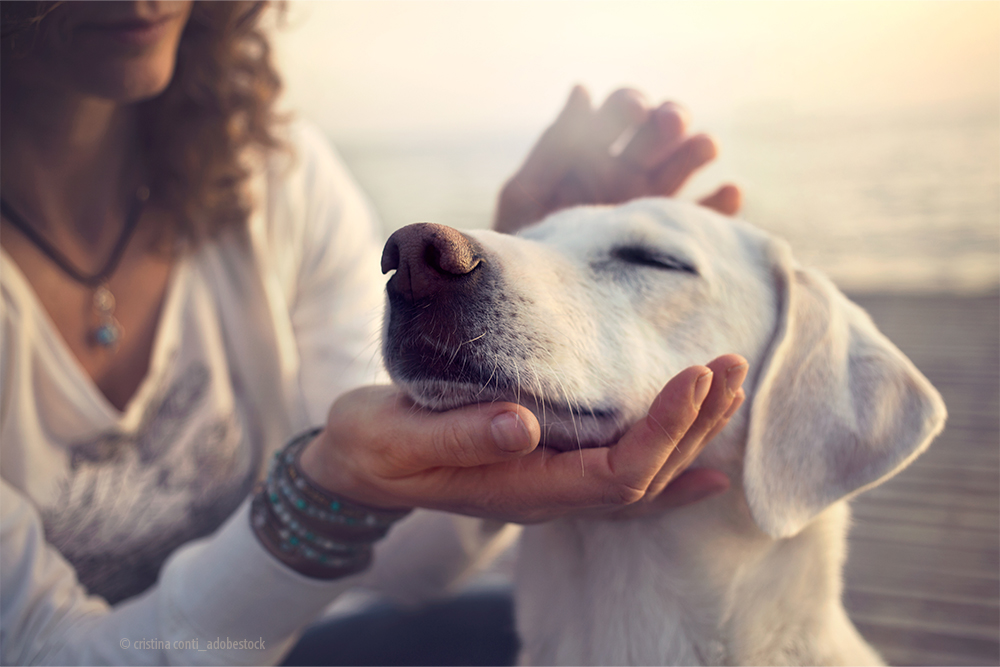 IBD und Leaky Gut beim Hund