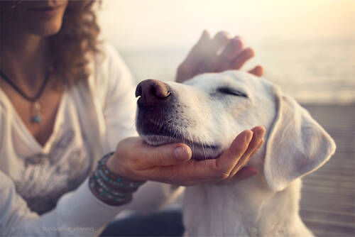 IBD und Leaky Gut beim Hund