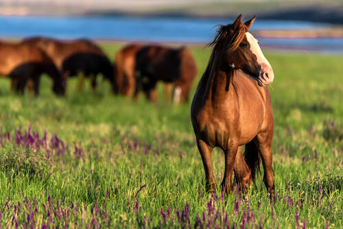 CONTENT Pferd SEO AdobeStock Mustang See 211353493 ©Yakov