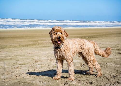 blog/mittelmeerkrankheiten-beim-hund-leishmaniose-co-im-blick-2