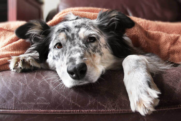 Ein sensibles Organ: Die Bauchspeicheldrüse des Hundes