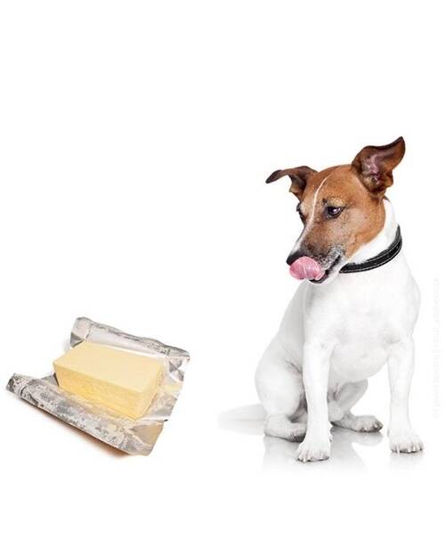 Hund mit Butter Blick nach links