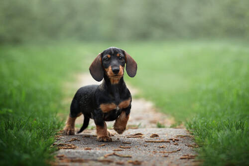 AdobeStock 242836392 Dackel dachshund Wiese