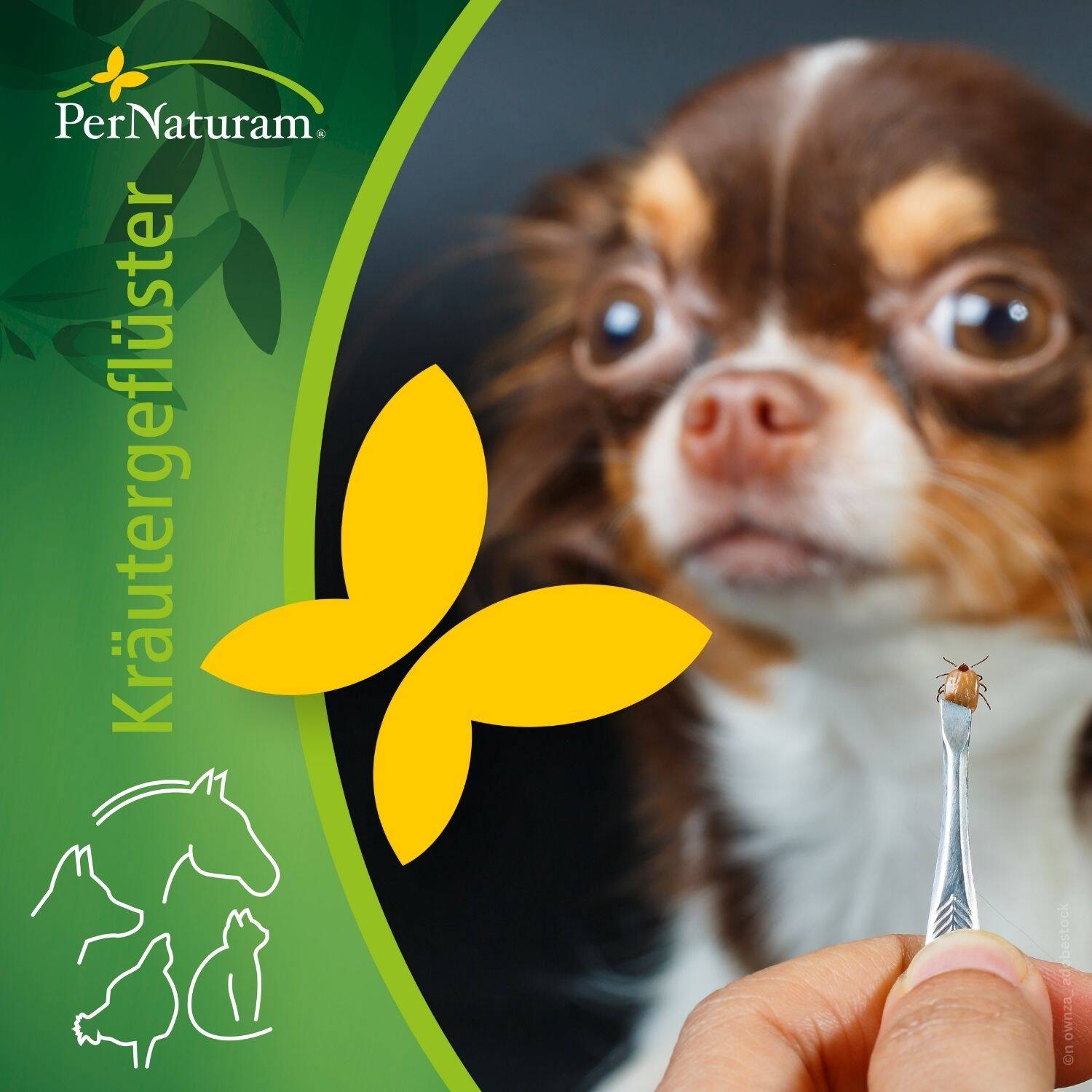 podcast/mittelmeerkrankheiten-beim-hund