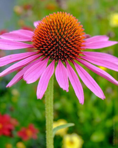 Echinacea Foto 1
