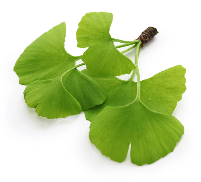 AdobeStock 83260189 uckyo Gingko Ginkgo biloba ©