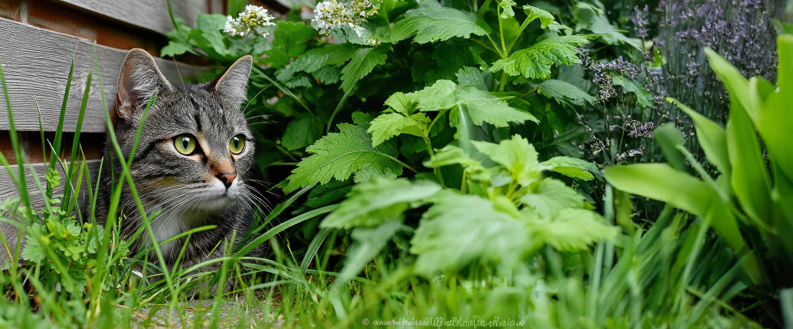 AdobeStock 1558111709 Katze inGarten ©Ulfa GEN