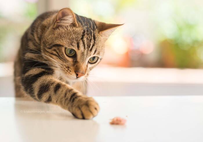 Webinaraufzeichnung - Grundversorgung bei Katzen