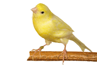 Zeitstrahl Kanarienvogel