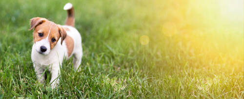 AdobeStock 211295843 Jack Russel Terrier Hund Wiese ©Reddogs