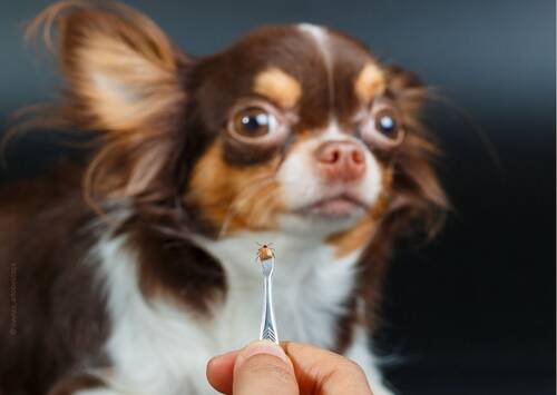 blog/vektoruebertragene-erkrankungen-beim-hund-teil-1-deutschland