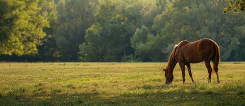 braunes Chesnut Pferd am Grasen