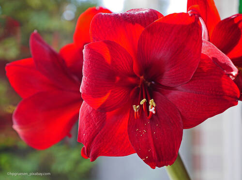 blog/amaryllis-der-ritterstern