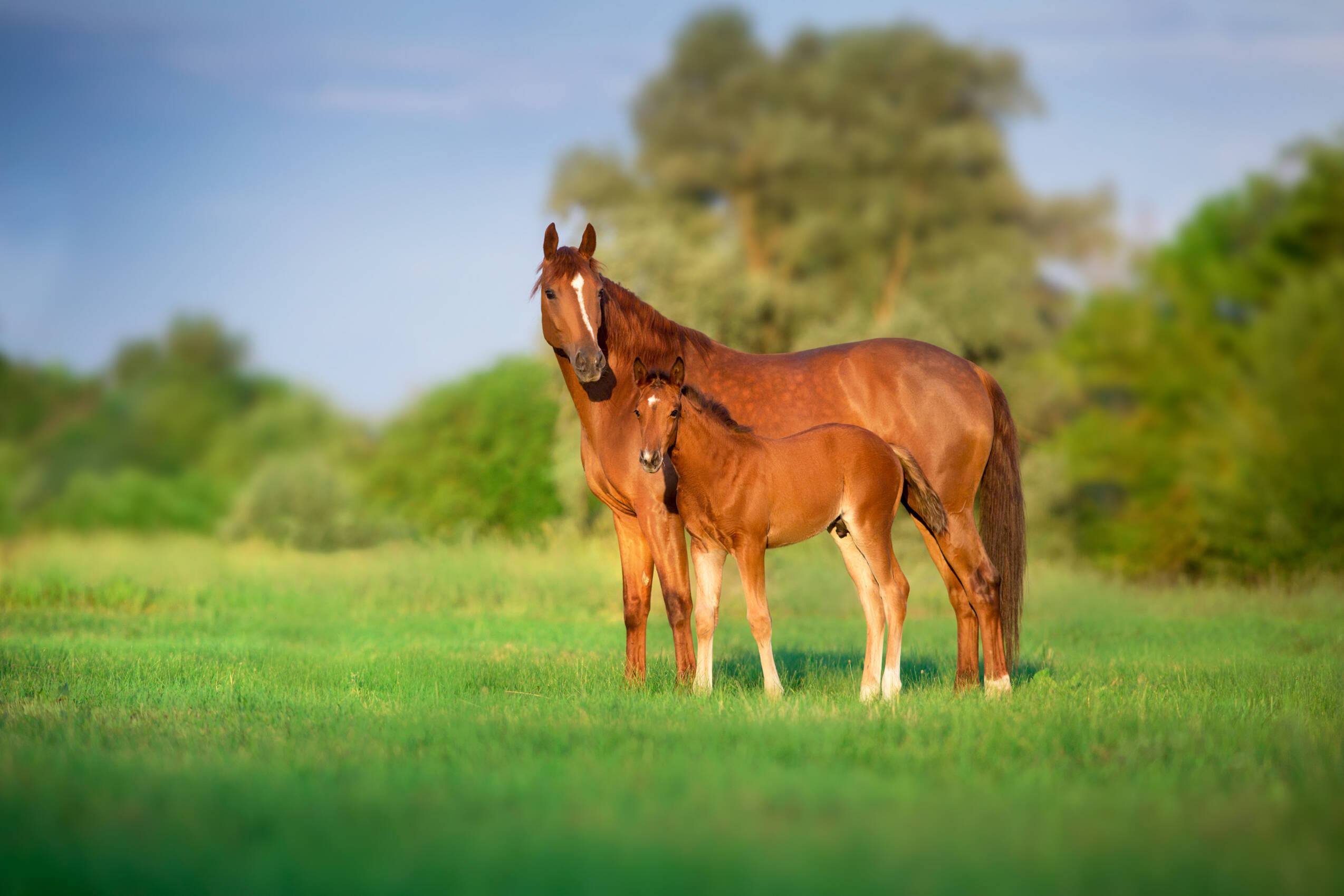 AdobeStock Stute  Fohlen 442891848 ©callipso88